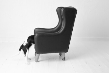 The beautiful King Charles Cavalier puppy