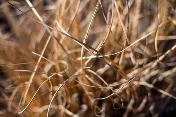 Fototapeta premium Close up of a dry grass, California, United States.