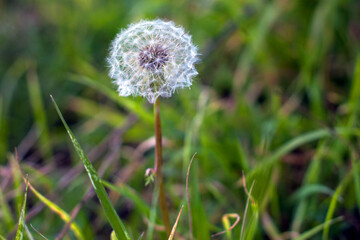 Close up of a dandelion, California, United States. 