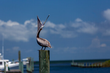Pelican yawning with mouth wide open looking up.  side view.  Perched on post at marina with boats and water in the background.  