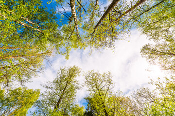 Variety crowns of the trees in the spring forest against the cloudy sky with the sun. Bottom view of the trees