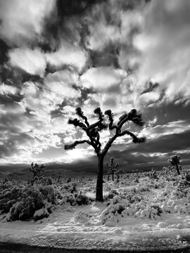 Joshua Tree in the Desert Snow