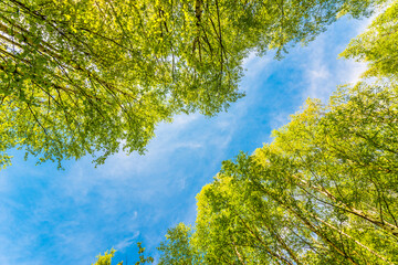Spring in a birch grove. View of the tops of the birch trees in the sunlight from the ground level