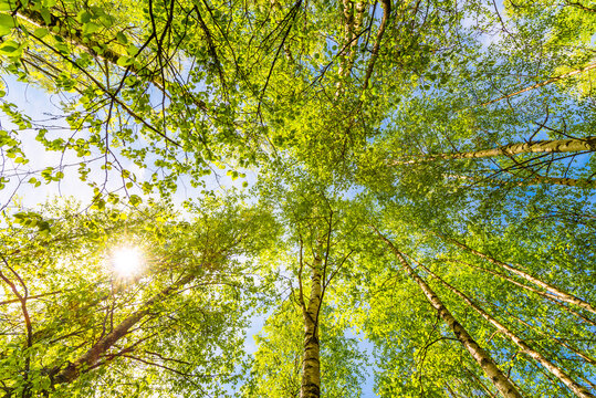 Spring in a birch grove. View of the tops of the birch trees in the sunlight from the ground level