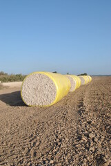 Cotton harvesting time. Round bales of harvested cotton wrapped in yellow plastic
