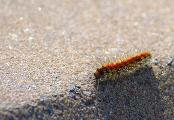Thaumetopoea pityocampa caterpillar on a sidewalk