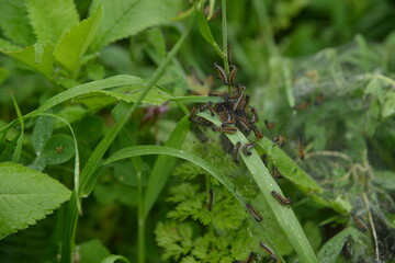 Grass with  Processionary Caterpillars building their nest