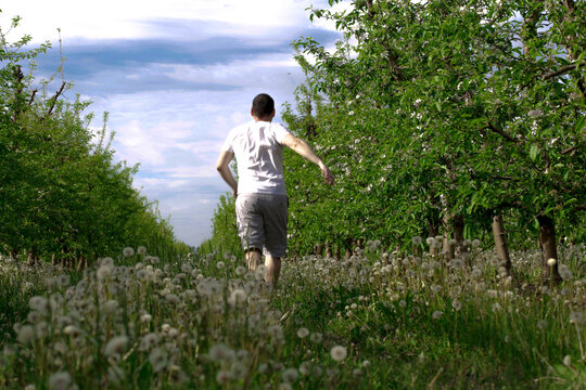 A man runs along a path in a spring apple forest. View from the back. Apple orchard.