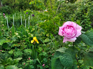 Obraz na płótnie Canvas Rose flower in garden, summer time