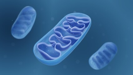 Mitochondria, Cross section view of a mitochondrion