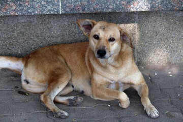 The cute Indian street dog looking at camera 
