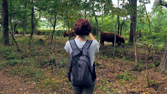 Back view of a female hiker filming with an action cam some European bisons in the forest