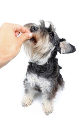 dog eat in human hand isolated on white 