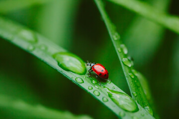 Small Worlds