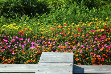 高麗山公園　花壇