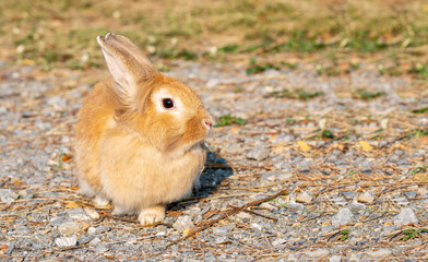 Fluffy brown bunny rabbit sitting on the dry grass over environment natural light background. Furry cute wild-animal single at outdoor. Easter animal concept.
