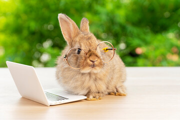 Easter holiday animal, technology e-learning concept. Baby bunny brown wearing eye glasses with...