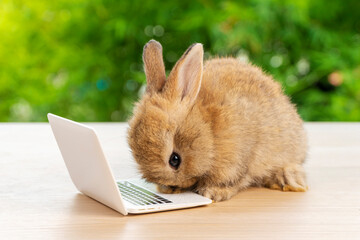 Newborn tiny white bunny with small laptop sitting on the wood. Lovely baby rabbit looking at camera on bokeh natural background. Easter holiday animal and technology e-learning concept.