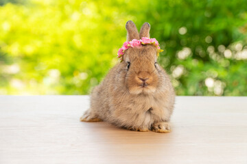 Brown baby bunny with white and red paper roses on own head while lying down on wood green bokeh...