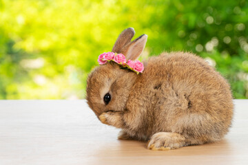 Brown baby bunny with white and red paper roses on own head while lying down on wood green bokeh background. Newborn rabbit with blossom flower on hair while sitting on wooden. Easter animal concept.