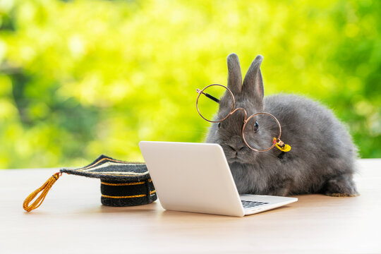 Newborn tiny bunny brown rabbit wearing eye glasses graduation cap looking at small laptop while sitting on the wood over bokeh nature background. Easter holiday animal and technology e-learning 