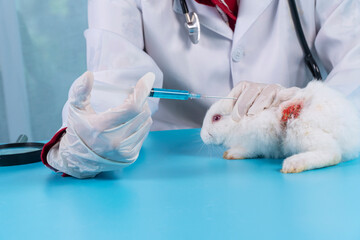 Veterinarian and check up health care animal concept. Veterinary woman wear uniform and gloves with...
