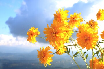 yellow flowers against blue sky background, sunny summer day