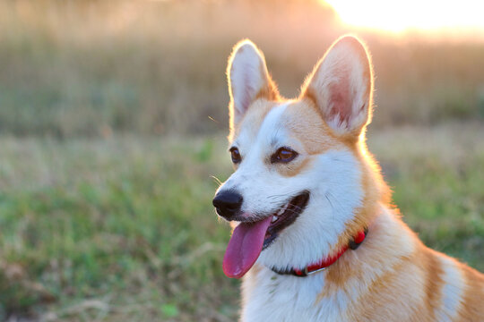 Corgi dog pembroke welsh corgi walking outdoor in summer park. World Pet Day. Concept image for veterinary clinics, sites about dogs