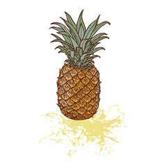 Pineapple. Hand drawn vector illustration.  Sketch in pen and ink. Graphic outline isolated on white background. Exotic tropical fruit. Splash of fresh juice. Colorful design.