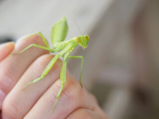 I'm attacked by a mantis