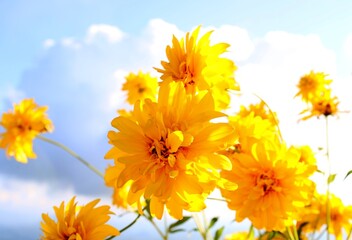 yellow flowers against blue sky background, sunny summer day