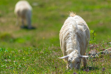 Naklejka na ściany i meble Goat grazes on a green meadow