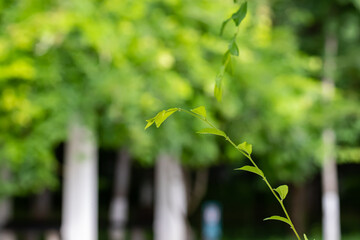 Leaves waving in the wind