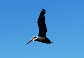 Pelican Flying