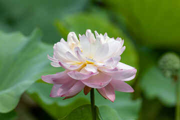 Beautiful pink Lotus blooming in summer 