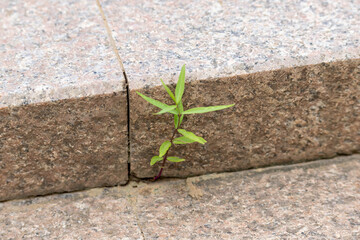 Small green leaves peeking out the stairs