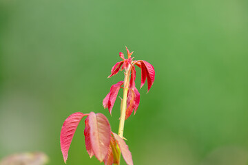Red leaves with nice blurred backround