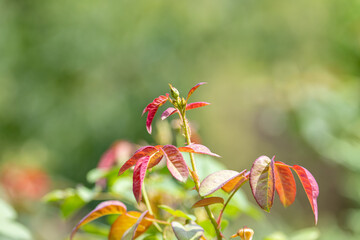Red leaves with nice blurred backround