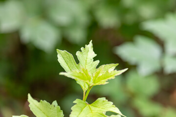 Green leaves with nice blurred background