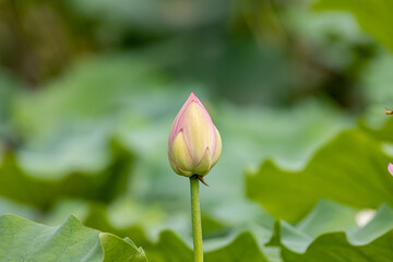 Lotus waiting to see the sun
