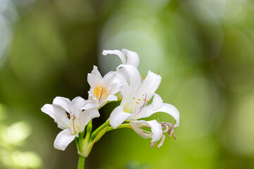 White Lycoris flower with nice blurred background