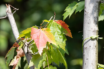 Red and green leaves on a branch with nice blurred baackground