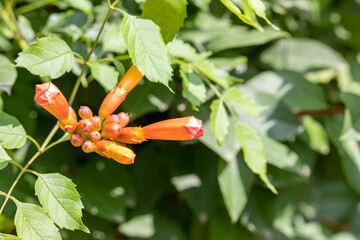 Trumpet creeper bud waiting to open up