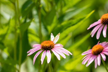 small white butterfly on pink coneflower
