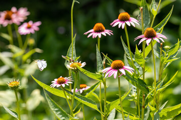 small white butterfly on purple coneflower