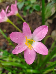 Pink flower in green garden. Location Goa 