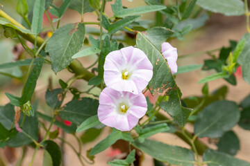 pink trumpet flowers blooming in the wild