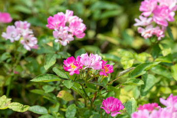 pink flowers found blooming in the wild with lots of green leaves