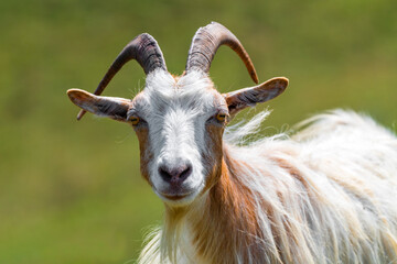 Portrait of a cute horned goat