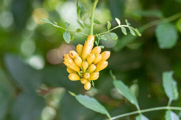 Yellow buds hanging down from a tree in the wild